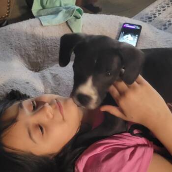 Labrador Retriever Dogs Available for Adoption - Johnny | PetCurious