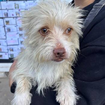 Gizmo -  Terrier Dog for Adoption in Sonoma, California - Gizmo | PetCurious