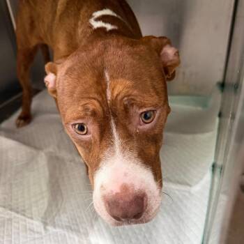 Diva -  Pit Bull Terrier Dog for Adoption in West Chester, Pennsylvania - Diva | PetCurious