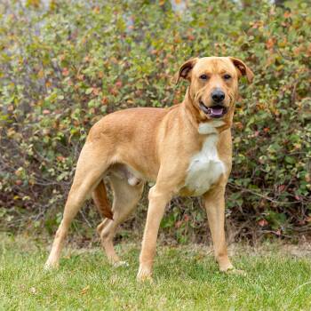 Rescue Labrador Retriever and Mixed Breed Dogs for Adoption in Council Bluffs, Iowa - Sparky | PetCurious