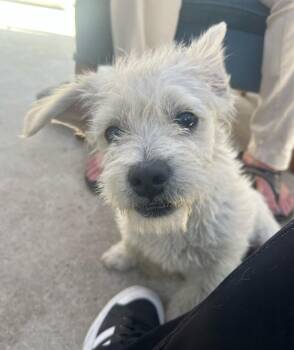 Miniature Poodle and French Bulldog Dogs Available for Adoption in Hawthorne, California - Charlie  | PetCurious
