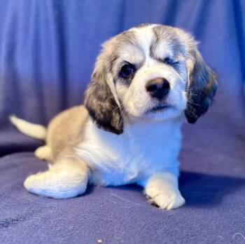 Beagle and Great Pyrenees Dogs Available for Adoption in Brooklyn Center, Minnesota - Carmen | PetCurious