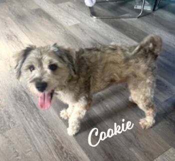 Schnauzer and Poodle Dogs Available for Adoption - Cookie #cheery-ball-of-fluff | PetCurious