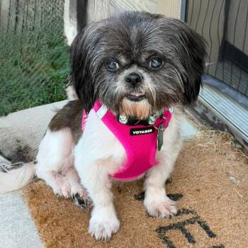 Taffeta Miller -  Shih Tzu Dog for Adoption in Plano, Texas - Taffeta Miller | PetCurious