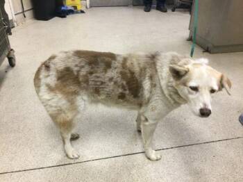Rescue Collie and Siberian Husky Dogs for Adoption in Riverside, California - MAPLE | PetCurious