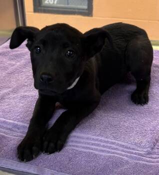 Rescue Labrador Retriever Dogs for Adoption in Lawrenceville, Georgia - Pen 219 Tinker Bell | PetCurious