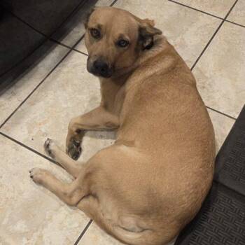 Mixed Breed Dogs Available for Adoption - SWEETIE | PetCurious