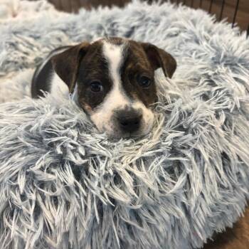 Trixie Poo -  Border Collie and Mixed Breed Dog for Adoption in San Antonio, Texas - Trixie Poo | PetCurious