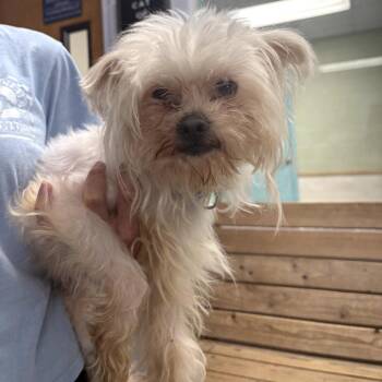 Malt 29737 -  Mixed Breed Dog for Adoption in Middleburg, Florida - Malt 29737 | PetCurious