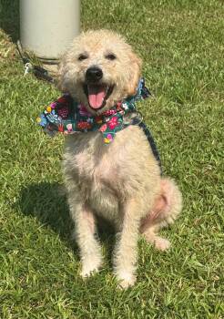 Sophie -  Goldendoodle Dog for Adoption in Sumter, South Carolina - Sophie | PetCurious