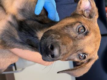 Rescue Doberman Pinscher Dogs for Adoption in Griffith, Indiana - Lilly | PetCurious