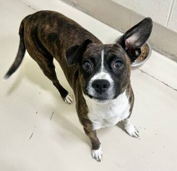 Rescue Feist Dogs for Adoption in Washington, District Of Columbia - Banjo | PetCurious