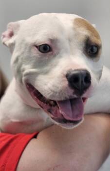 Mixed Breed Dogs Available for Adoption in West Chester, Pennsylvania - Aurora | PetCurious