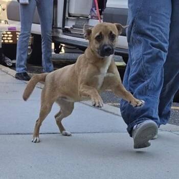 Paisley -  Mixed Breed Dog for Adoption in Voorhees Township, New Jersey - Paisley | PetCurious