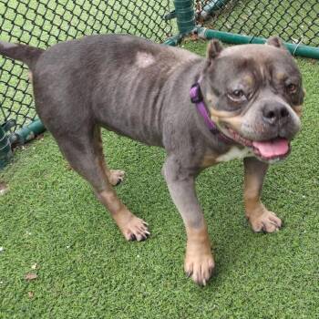 Molly 2428 -  Terrier and Mixed Breed Dog for Adoption in Loxahatchee Groves, Florida - Molly 2428 | PetCurious