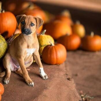 Marigold -  Chihuahua and Beagle Dog for Adoption in Ashville, Ohio - Marigold | PetCurious