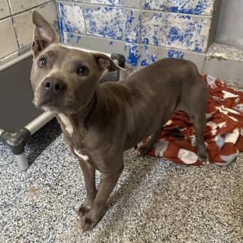 Pit Bull Terrier Dogs Available for Adoption - Cami | PetCurious