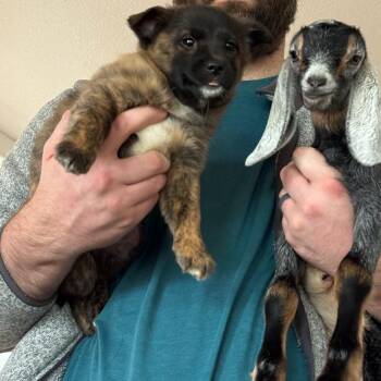 Miniature Poodle and Norwich Terrier Dogs Available for Adoption - Will | PetCurious