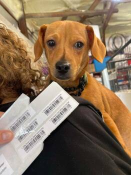 Dachshund and Chihuahua Dogs Available for Adoption - Oscar | PetCurious