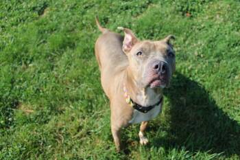 Rescue Mixed Breed Dogs for Adoption in Angola, Indiana - Simone | PetCurious