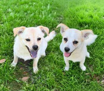 Clover and CiCi -  Terrier and Pomeranian Dog for Adoption in San Antonio, Texas - Clover And CiCi | PetCurious