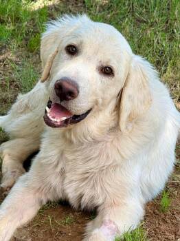 Tartan -  Great Pyrenees Dog for Adoption in Kiowa, Oklahoma - Tartan | PetCurious