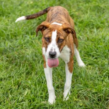 Wyatt -  Labrador Retriever and Mixed Breed Dog for Adoption in Wilmington, Delaware - Wyatt | PetCurious