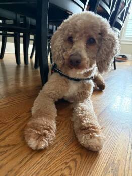 Marley -  Poodle Dog for Adoption in Libertyville, Illinois - Marley | PetCurious