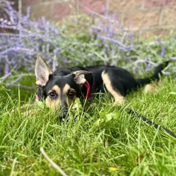Cooper -  German Shepherd Dog and Border Collie Dog for Adoption in Glenwood Springs, Colorado - Cooper | PetCurious