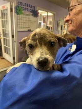 Mixed Breed Dogs Available for Adoption - Fiona | PetCurious