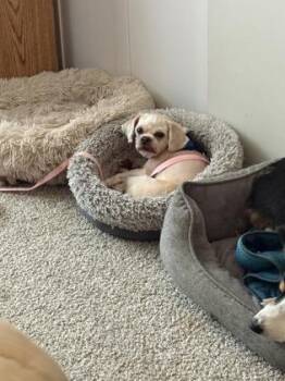 Joey -  Shih Tzu and Mixed Breed Dog for Adoption in Oak Creek, Wisconsin - Joey | PetCurious