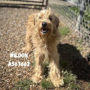 Golden Retriever and Poodle Dogs Available for Adoption - WILDON | PetCurious