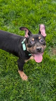 Misdemeanor -  Pit Bull Terrier Dog for Adoption in New Baltimore, Michigan - Misdemeanor | PetCurious