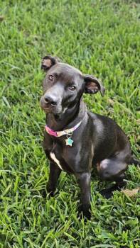 Lola -  American Staffordshire Terrier and Whippet Dog for Adoption in Liverpool, Texas - Lola | PetCurious