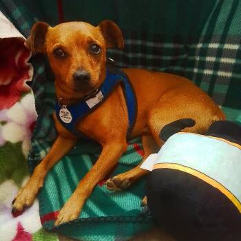 Lev -  Miniature Pinscher and Chihuahua Dog for Adoption in Oroville, Washington - Lev | PetCurious