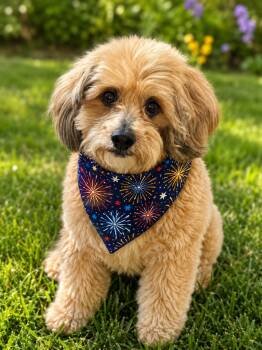 Lhasa Apso and Terrier Dogs Available for Adoption in Pataskala, Ohio - Dandie - OS | PetCurious