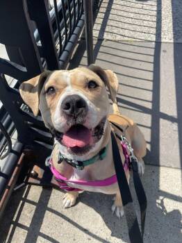 Petunia -  Mixed Breed Dog for Adoption in Vassalboro, Maine - Petunia | PetCurious