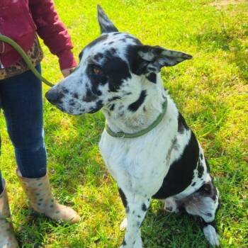 Great Dane and Mixed Breed Dogs Available for Adoption in Freeport, Florida - Taco Titan | PetCurious