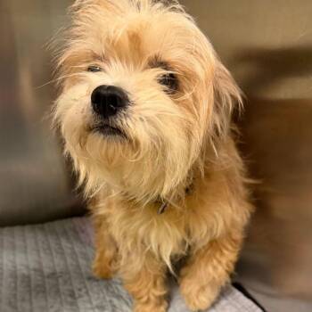 Mixed Breed Dogs Available for Adoption in Asheville, North Carolina - Tea | PetCurious