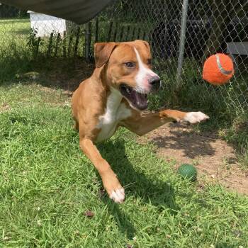 Olympian -  Mixed Breed Dog for Adoption in Mishawaka, Indiana - Olympian | PetCurious