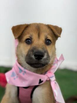 Parmesan-One of our Amazing Rescue Dogs -  Husky and Golden Retriever Dog for Adoption in Carlsbad, California - Parmesan-One Of Our Amazing Rescue Dogs | PetCurious
