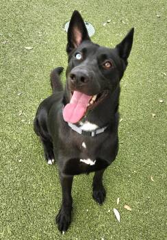 Gotham -  Husky and German Shepherd Dog Dog for Adoption in Austin, Texas - Gotham | PetCurious
