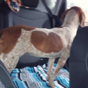 Beagle Dogs Available for Adoption - Birdie | PetCurious