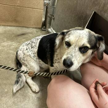 Mixed Breed Dogs Available for Adoption in Edwardsville, Illinois - Georgie | PetCurious