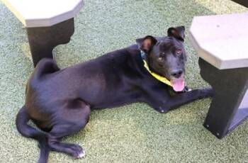 French Fry -  Mixed Breed Dog for Adoption in Athens, Georgia - French Fry | PetCurious