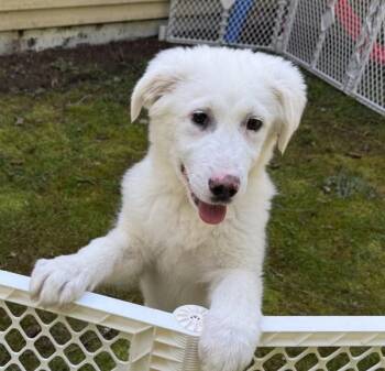 Great Pyrenees Dogs Available for Adoption - Dandelion-In Foster | PetCurious
