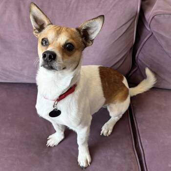 Chihuahua Dogs Available for Adoption - Sunny | PetCurious
