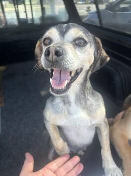Terrier Dogs Available for Adoption in Stockton, California - A373165 | PetCurious