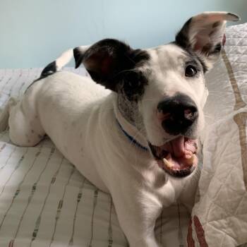 Luke -  Catahoula Leopard Dog and Mixed Breed Dog for Adoption in Lynchburg, Virginia - Luke | PetCurious