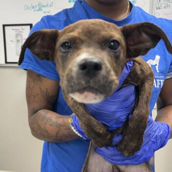 Howling Wolfe -  Pit Bull Terrier Dog for Adoption in Starkville, Mississippi - Howling Wolfe | PetCurious